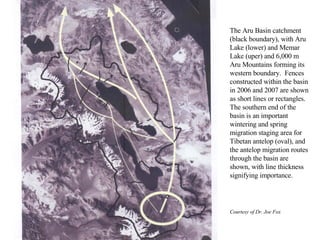 The Aru Basin catchment (black boundary), with Aru Lake (lower) and Memar Lake (uper) and 6,000 m Aru Mountains forming its western boundary.  Fences constructed within the basin in 2006 and 2007 are shown as short lines or rectangles.  The southern end of the basin is an important wintering and spring migration staging area for Tibetan antelop (oval), and the antelop migration routes through the basin are shown, with line thickness signifying importance. Courtesy of Dr. Joe Fox 
