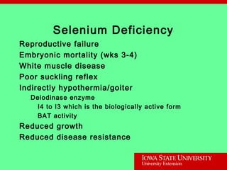 Selenium Deficiency
Reproductive failure
Embryonic mortality (wks 3-4)
White muscle disease
Poor suckling reflex
Indirectly hypothermia/goiter
Deiodinase enzyme
I4 to I3 which is the biologically active form
BAT activity
Reduced growth
Reduced disease resistance
 