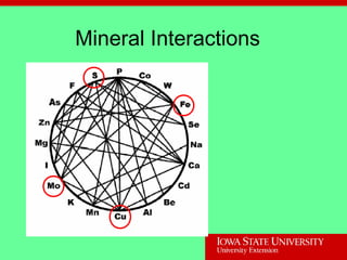 Mineral Interactions
 