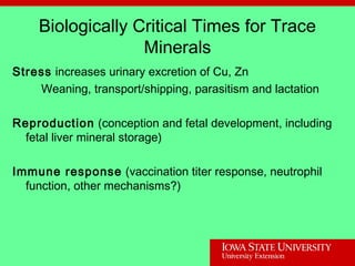 Biologically Critical Times for Trace
Minerals
Stress increases urinary excretion of Cu, Zn
Weaning, transport/shipping, parasitism and lactation
Reproduction (conception and fetal development, including
fetal liver mineral storage)
Immune response (vaccination titer response, neutrophil
function, other mechanisms?)
 