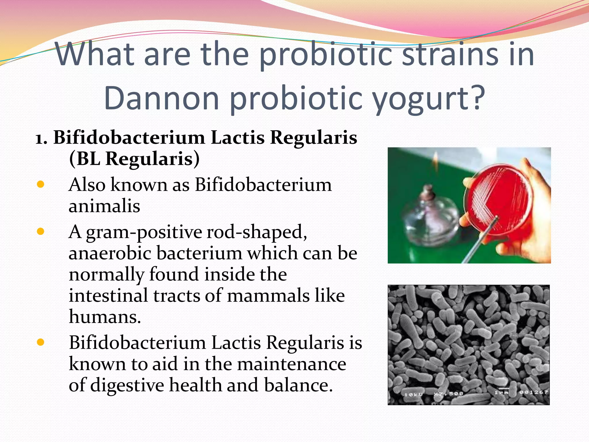 What are the probiotic strains in
Dannon probiotic yogurt?
1. Bifidobacterium Lactis Regularis
(BL Regularis)
 Also known as Bifidobacterium
animalis
 A gram-positive rod-shaped,
anaerobic bacterium which can be
normally found inside the
intestinal tracts of mammals like
humans.
 Bifidobacterium Lactis Regularis is
known to aid in the maintenance
of digestive health and balance.
 