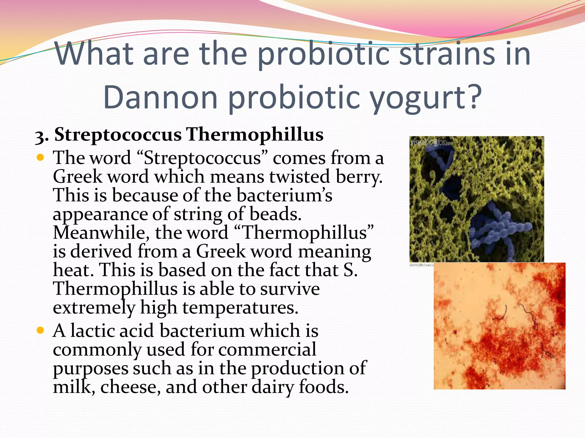 What are the probiotic strains in
Dannon probiotic yogurt?
3. Streptococcus Thermophillus
 The word “Streptococcus” comes from a
Greek word which means twisted berry.
This is because of the bacterium’s
appearance of string of beads.
Meanwhile, the word “Thermophillus”
is derived from a Greek word meaning
heat. This is based on the fact that S.
Thermophillus is able to survive
extremely high temperatures.
 A lactic acid bacterium which is
commonly used for commercial
purposes such as in the production of
milk, cheese, and other dairy foods.
 