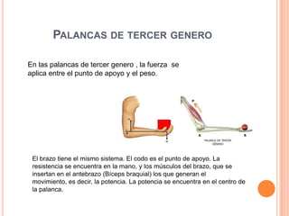 PALANCAS DE TERCER GENERO
En las palancas de tercer genero , la fuerza se
aplica entre el punto de apoyo y el peso.
El brazo tiene el mismo sistema. El codo es el punto de apoyo. La
resistencia se encuentra en la mano, y los músculos del brazo, que se
insertan en el antebrazo (Bíceps braquial) los que generan el
movimiento, es decir, la potencia. La potencia se encuentra en el centro de
la palanca.
 
