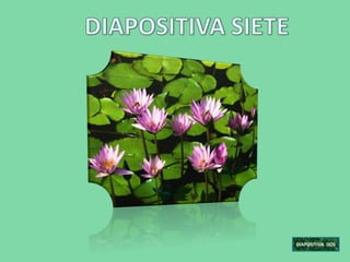 DIAPOSITIVA DOS
 