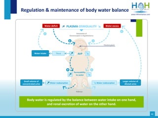 Regulation & maintenance of body water balance
Body water is regulated by the balance between water intake on one hand,
and renal excretion of water on the other hand.
11
Thirst
-+
AVP
Stimulation of
Osmoreceptors in hypothalamus
-
-+
Pituitary gland
Water intake
Permeability
to water
Kidneys
Water deficit Water excessPLASMA OSMOLALITY
Small volume of
concentrated urine Water reabsorption Water reabsorption
Larger volume of
diluted urine
-
www.h4hinitiative.com
 