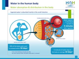 Water appears
in the blood
as soon as
5 minutes
after ingestion
Water in the human body
Water absorption & distribution in the body
Ingested water is absorbed mainly in the small intestine
* For a man drinking 2L of water per day.
The more a person drinks, the faster body water is renewed.
5
99% of the body water pool
is renewed within 50 days*
A molecule of water stays in
the body on average 10 days*
INTERSTITIAL LIQUID
CELLS
PLASMA AND BLOOD CELLS
GASTRO-INTESTINAL TRACT
www.h4hinitiative.com
 