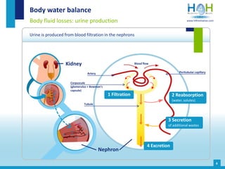 Body water balance
Body fluid losses: urine production
Urine is produced from blood filtration in the nephrons
8
Kidney
1 Filtration 2 Reabsorption
(water, solutes)
3 Secretion
of additional wastes
4 Excretion
Peritubular capillaryArtery
Corpuscule
(glomerulus + Bowman’s
capsule)
Tubule
Blood flow
Nephron
www.h4hinitiative.com
 