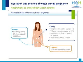 Hydration and the role of water during pregnancy
Main adaptations of the urinary tract in pregnancy
8
Adaptations to ensur...