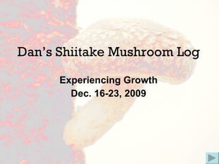 Dan’s Shiitake Mushroom Log Experiencing Growth Dec. 16-23, 2009 