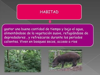 HABITAD



gastar una buena cantidad de tiempo y bajo el agua,
alimentándose de la vegetación suave, refugiándose de
depredadores , y refrescarse durante los períodos
calientes. Viven en bosques secos, acceso a rios
 