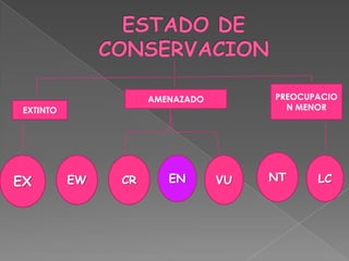 AMENAZADO        PREOCUPACIO
 EXTINTO                                N MENOR




EX         EW   CR      EN       VU   NT     LC
 