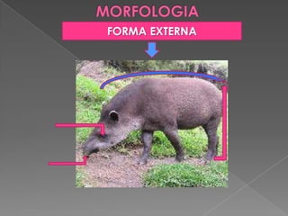 FORMA EXTERNA
 