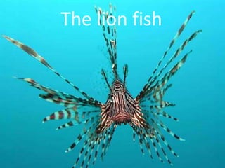 The lion fish

 