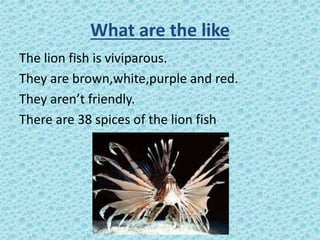 What are the like
The lion fish is viviparous.
They are brown,white,purple and red.
They aren’t friendly.
There are 38 spi...