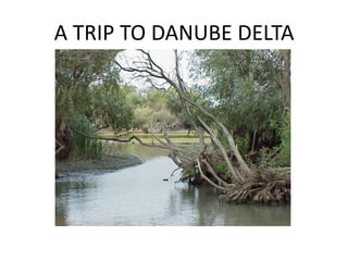 A TRIP TO DANUBE DELTA
 