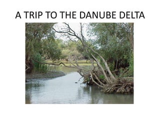 A TRIP TO THE DANUBE DELTA
 
