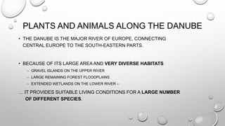 PLANTS AND ANIMALS ALONG THE DANUBE
• THE DANUBE IS THE MAJOR RIVER OF EUROPE, CONNECTING
CENTRAL EUROPE TO THE SOUTH-EASTERN PARTS.
• BECAUSE OF ITS LARGE AREA AND VERY DIVERSE HABITATS
 GRAVEL ISLANDS ON THE UPPER RIVER
 LARGE REMAINING FOREST FLOODPLAINS
 EXTENDED WETLANDS ON THE LOWER RIVER –
… IT PROVIDES SUITABLE LIVING CONDITIONS FOR A LARGE NUMBER
OF DIFFERENT SPECIES.
 