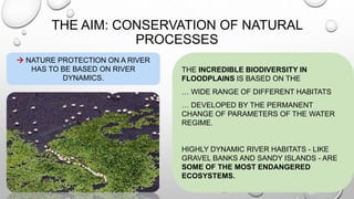 THE AIM: CONSERVATION OF NATURAL
PROCESSES
THE INCREDIBLE BIODIVERSITY IN
FLOODPLAINS IS BASED ON THE
… WIDE RANGE OF DIFFERENT HABITATS
… DEVELOPED BY THE PERMANENT
CHANGE OF PARAMETERS OF THE WATER
REGIME.
HIGHLY DYNAMIC RIVER HABITATS - LIKE
GRAVEL BANKS AND SANDY ISLANDS - ARE
SOME OF THE MOST ENDANGERED
ECOSYSTEMS.
 NATURE PROTECTION ON A RIVER
HAS TO BE BASED ON RIVER
DYNAMICS.
 
