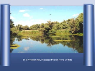 En la  Floresta Letea , de aspecto tropical, forma un delta 