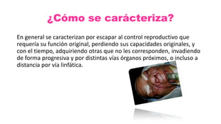 ¿Cómo se carácteriza?
En general se caracterizan por escapar al control reproductivo que
requería su función original, perdiendo sus capacidades originales, y
con el tiempo, adquiriendo otras que no les corresponden, invadiendo
de forma progresiva y por distintas vías órganos próximos, o incluso a
distancia por vía linfática.
 