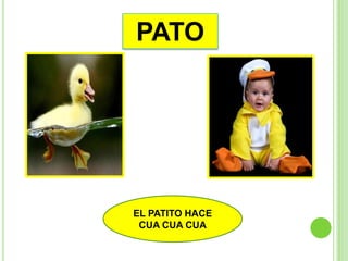 PATO




EL PATITO HACE
 CUA CUA CUA
 