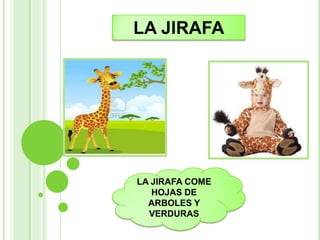 LA JIRAFA




LA JIRAFA COME
   HOJAS DE
  ARBOLES Y
  VERDURAS
 