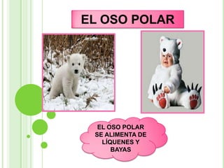 EL OSO POLAR




  EL OSO POLAR
 SE ALIMENTA DE
   LÍQUENES Y
      BAYAS
 