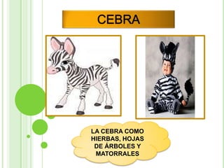 LA CEBRA COMO
HIERBAS, HOJAS
 DE ÁRBOLES Y
 MATORRALES
 