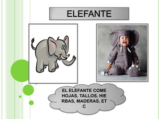 EL ELEFANTE COME
HOJAS, TALLOS, HIE
RBAS, MADERAS, ET
        C
 