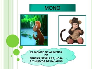 EL MONITO SE ALIMENTA
          DE
FRUTAS, SEMILLAS, HOJA
S Y HUEVOS DE PÁJAROS
 