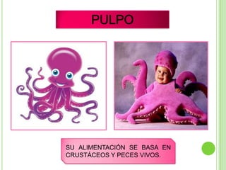 SU ALIMENTACIÓN SE BASA EN
CRUSTÁCEOS Y PECES VIVOS.
 
