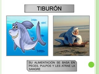SU ALIMENTACIÓN SE BASA EN
PECES, PULPOS Y LES ATRAE LA
SANGRE
 