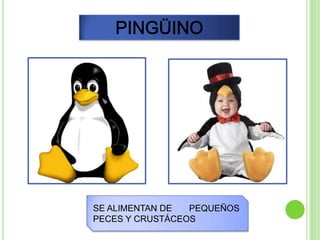 SE ALIMENTAN DE  PEQUEÑOS
PECES Y CRUSTÁCEOS
 