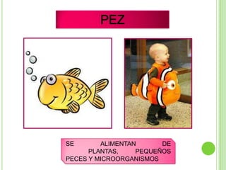 SE       ALIMENTAN      DE
      PLANTAS,    PEQUEÑOS
PECES Y MICROORGANISMOS
 