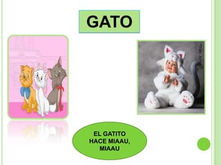 GATO




 EL GATITO
HACE MIAAU,
  MIAAU
 
