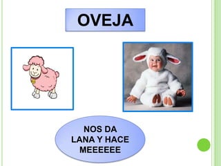 OVEJA




  NOS DA
LANA Y HACE
 MEEEEEE
 
