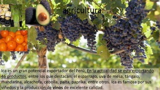 agricultura
Ica es un gran potencial exportador del Perú. En la actualidad se esta exportando
46 productos, entre los que destacan: el esparrago, uva de mesa, tángalo,
mandarina, alcachofa, cebolla, palta, paprika, entre otros. Ica es famosa por sus
viñedos y la producción de vinos de excelente calidad.
 