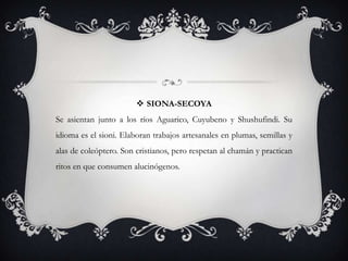  SIONA-SECOYA
Se asientan junto a los ríos Aguarico, Cuyubeno y Shushufindi. Su
idioma es el sioni. Elaboran trabajos artesanales en plumas, semillas y
alas de coleóptero. Son cristianos, pero respetan al chamán y practican
ritos en que consumen alucinógenos.
 