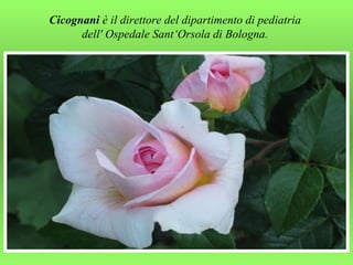 Cicognani  è il direttore del dipartimento di pediatria  dell' Ospedale Sant‘Orsola di Bologna.  