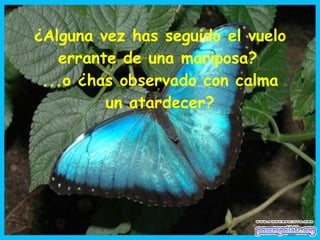 ¿Alguna vez has seguido el vuelo errante de una mariposa?   ...o ¿has observado con calma un atardecer? 