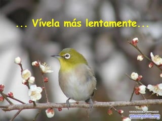 ... Vívela más lentamente... 