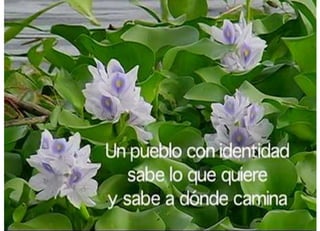 Danzas baba-una historia viva