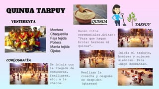 QUINUA TARPUY
QUINUA
TARPUY
VESTIMENTA
Montera
Chaquetilla
Faja tejida
Pollera
Manta tejida
Ojotas
COREOGRAFÍA
Se inicia con
la llegada de
comuneros,
familiares,
etc. a la
chacra.
Hacen ritos
ceremoniales.Gritan:
“Para que hagas
brotar hermoso mi
quinua”.
Inicia el trabajo,
hombres y mujeres
siembran. Para
luego descansar.
Realizan la
cosecha y después
se despiden
(qhaswas)
 