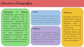 Yapuykuy y Kasuy
Procedimiento que consiste en
preparar el terreno para la
próxima siembra; en ella se
desmenuzan o despedazan los
terrones denominados kurpas
hasta convertirlos en tierra
arenada. De la misma manera
erradicarán conjuntamente con
las aves (chihuacos) la
proliferación de gusanos y otras
alimañas o insectos; para
desmenuzar utilizan las kasunas
o Huaqtanas (mazos de madera).
Tarpuy
Una de las principales faenas, que
consiste en colocar la semilla en el
surco generado por la herramienta de
labranza; taqlla, chakitaqlla o raucana.
Hallmay
Protección de la planta durante su
crecimiento, denominado tambien
cultivo o aporque consistente en
rodear con tierra el entorno del tallo
para evitar su caída por el peso.
Kallchay
Esta etapa representa la
cosecha,primero cogen la
mazorca con un pequeño
tallo(caña) luego se
quiebra o se corta este
procedimiento se
denomina allay y rutuy.
Finalmente dejarán gran
parte del tallo que ofrece
un jugo delicioso y las
hojas (chala) servirán de
forraje para el ganado.
Estructura Coreográfica
 