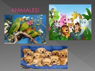 Danzas tipicas de bolivia.....................