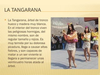 LA TANGARANA
 La Tangarana, árbol de tronco
hueco y madera muy blanca.
En el interior del tronco viven
las peligrosas hormigas, del
mismo nombre, son de
regular tamaño y rojiza. Es
muy temida por su dolorosa
picadura, llega a causar altas
fiebres, y son capaces de
matar a un ser viviente si
llegara a permanecer unas
veinticuatro horas atada al
árbol.
 