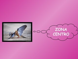 ZONA CENTRO 