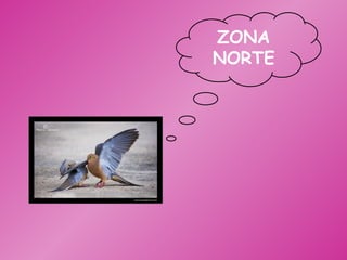 ZONA NORTE 