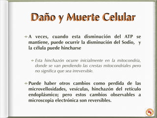 Daño y Muerte Celular
A veces, cuando esta disminución del ATP se
mantiene, puede ocurrir la disminución del Sodio, y
la célula puede hincharse
Esta hinchazón ocurre inicialmente en la mitocondria,
donde se van perdiendo las crestas mitocondriales pero
no signiﬁca que sea irreversible.

Puede haber otros cambios como perdida de las
microvellosidades, vesículas, hinchazón del retículo
endoplásmico; pero estos cambios observables a
microscopia electrónica son reversibles.

 