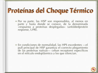 Proteínas del Choque Térmico
Por su parte, las HSP son responsables, al menos en
parte y hasta donde se conoce, de la denominada
«respuesta a proteínas desplegadas» (unfoldedprotein
response, UPR).
!

En condiciones de normalidad, las HPS excedentes —el
pull principal de HSP garantiza el correcto plegamiento
de las proteínas nativas— ceban receptores especíﬁcos
en el retículo endoplásmico a los que silencian.

 
